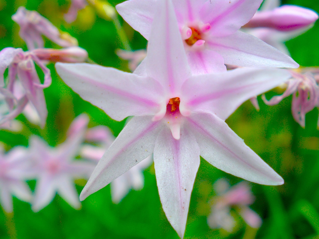 floral plant natural free photo