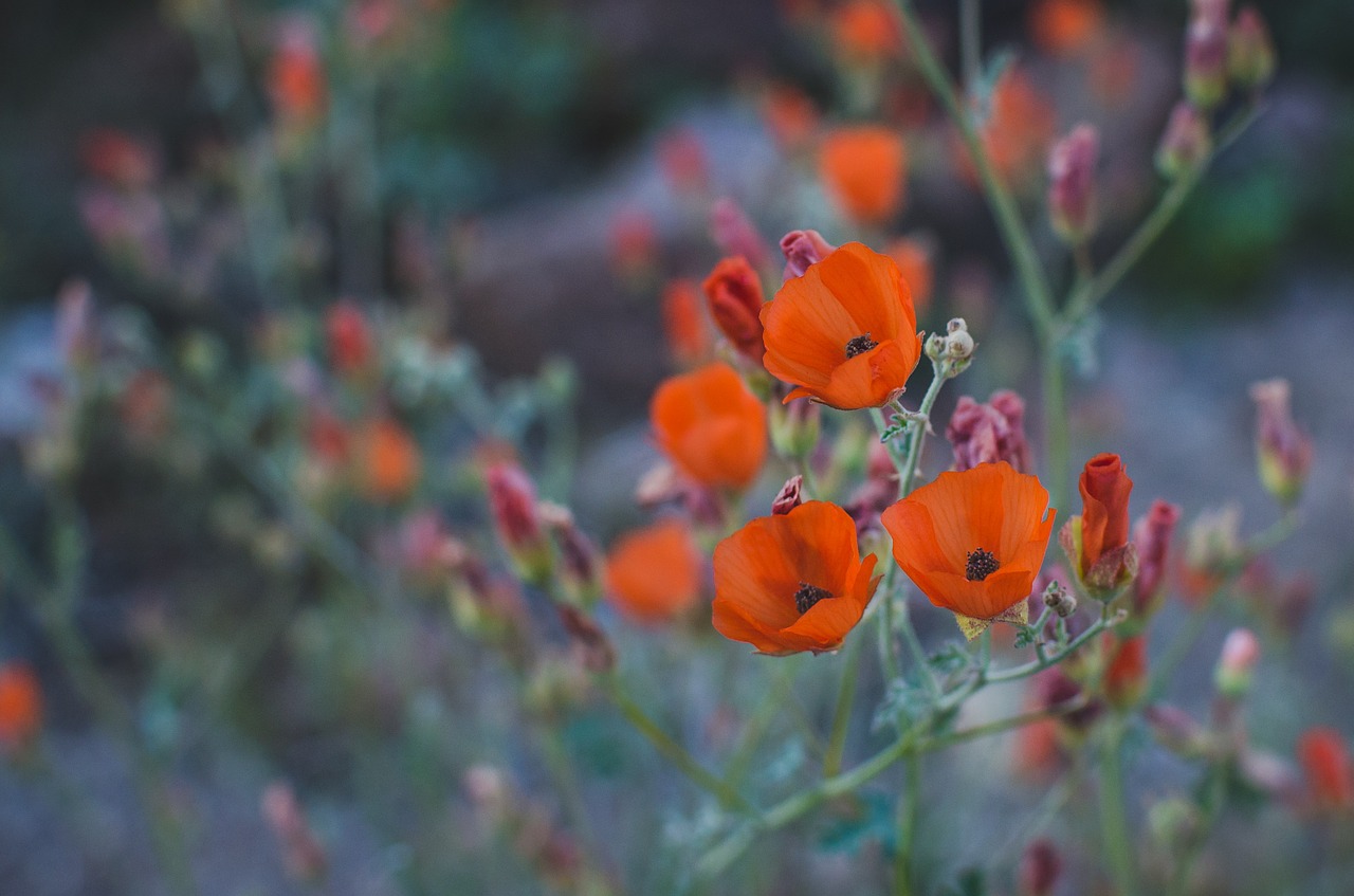 floral blooms blossom free photo