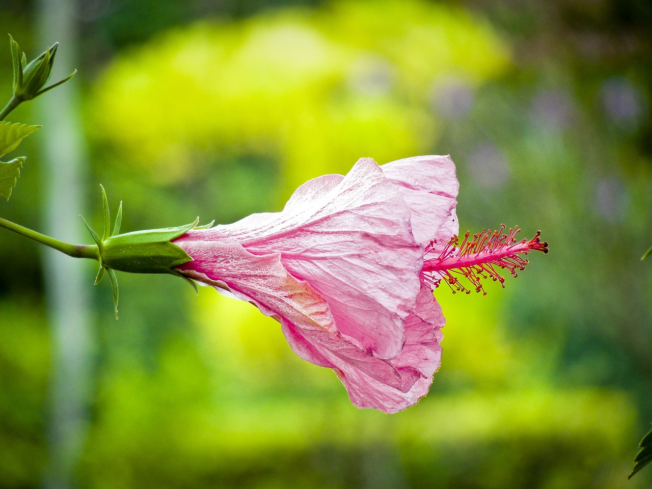 floral plant natural free photo