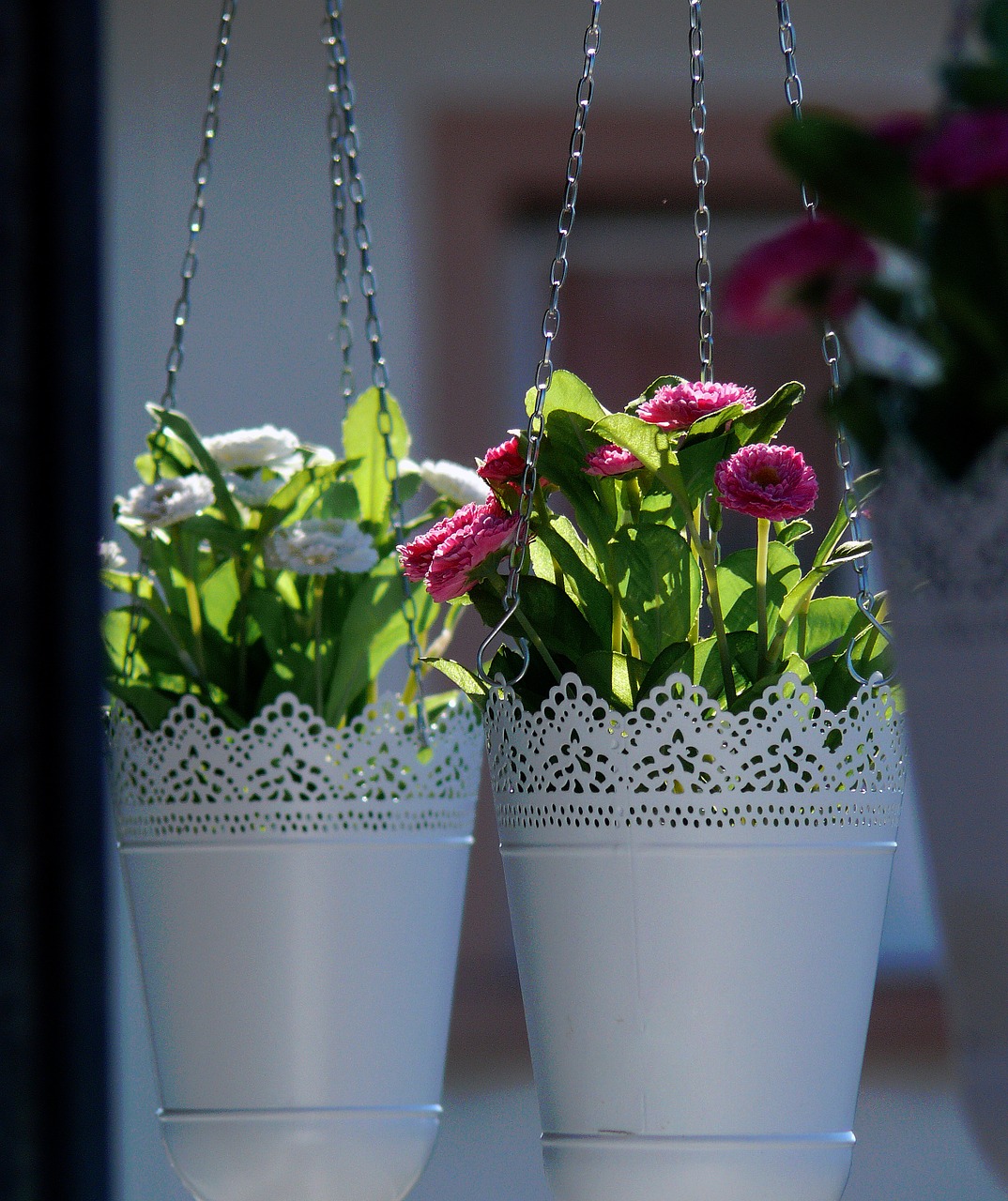 floral flowers hanging basket free photo