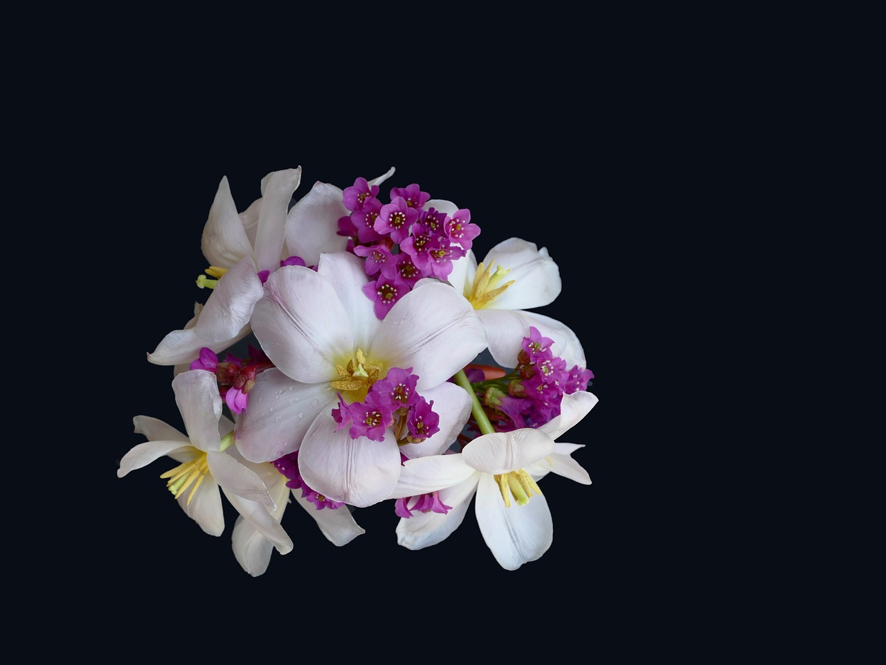 floral arrangement  tulip white  bergenia free photo
