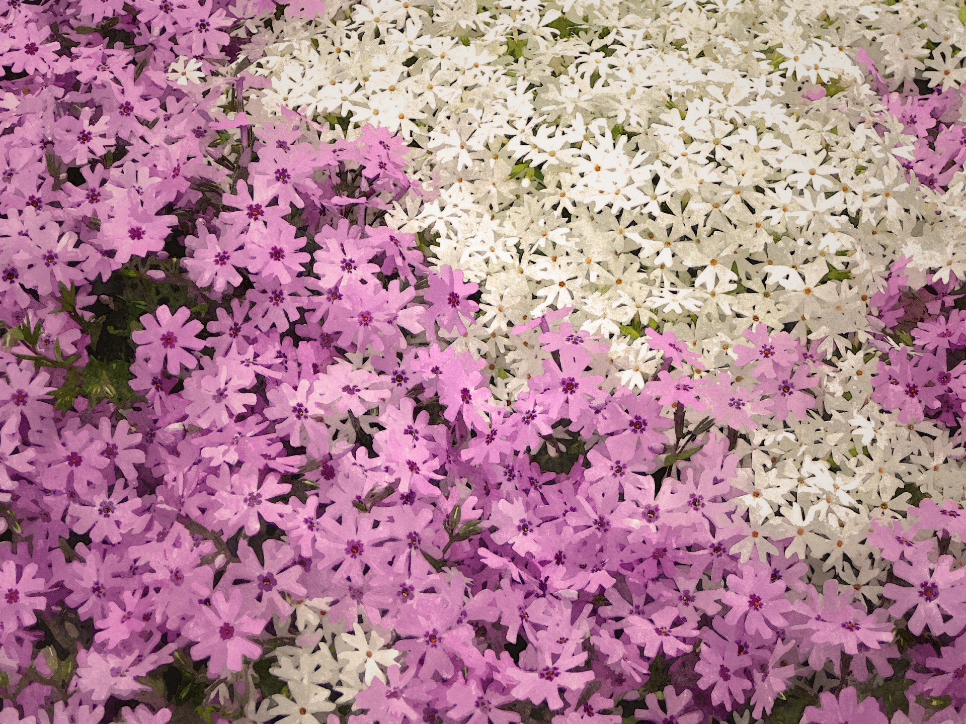 background spring groundcover free photo
