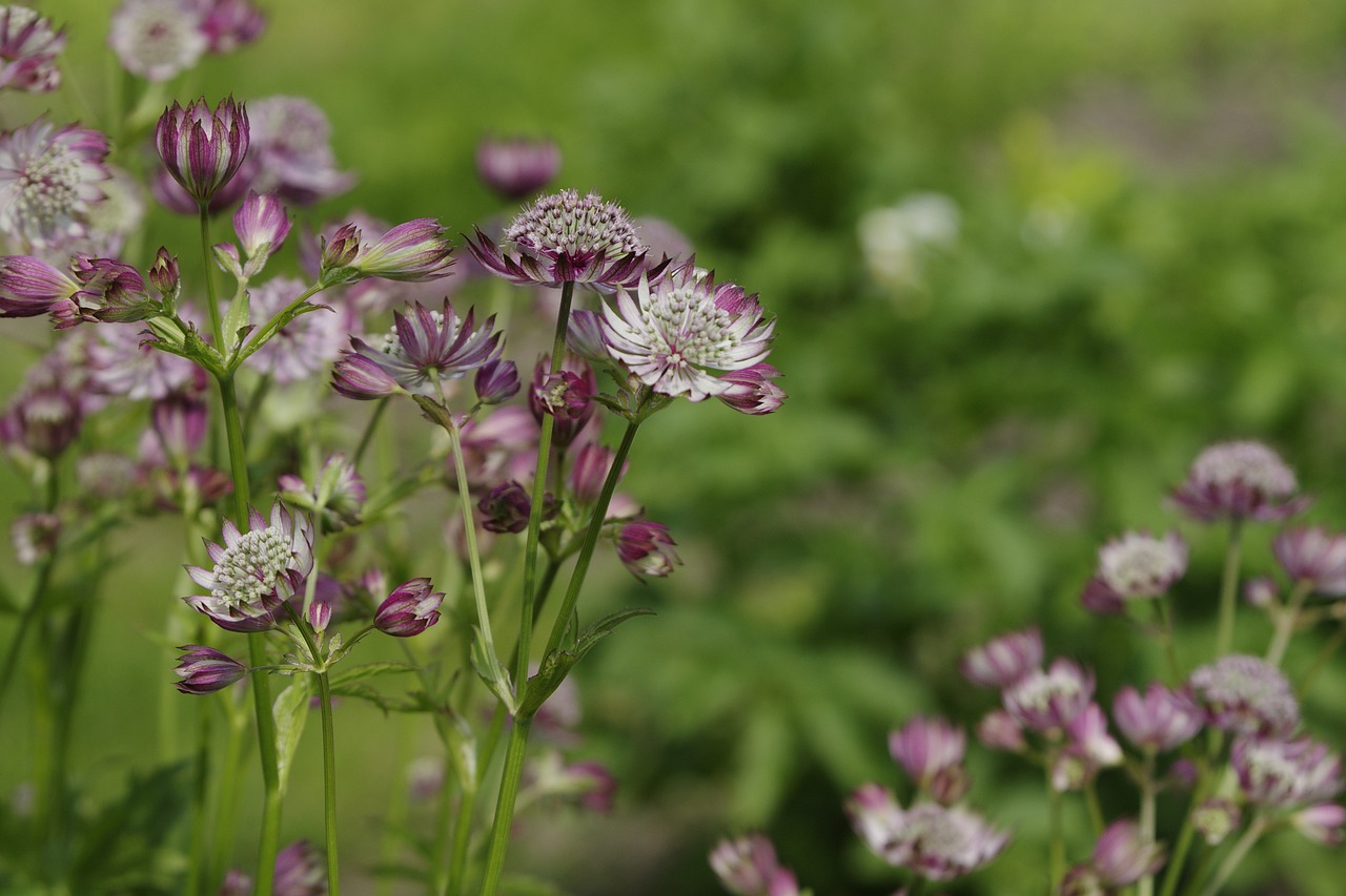 floral background flowers summer free photo