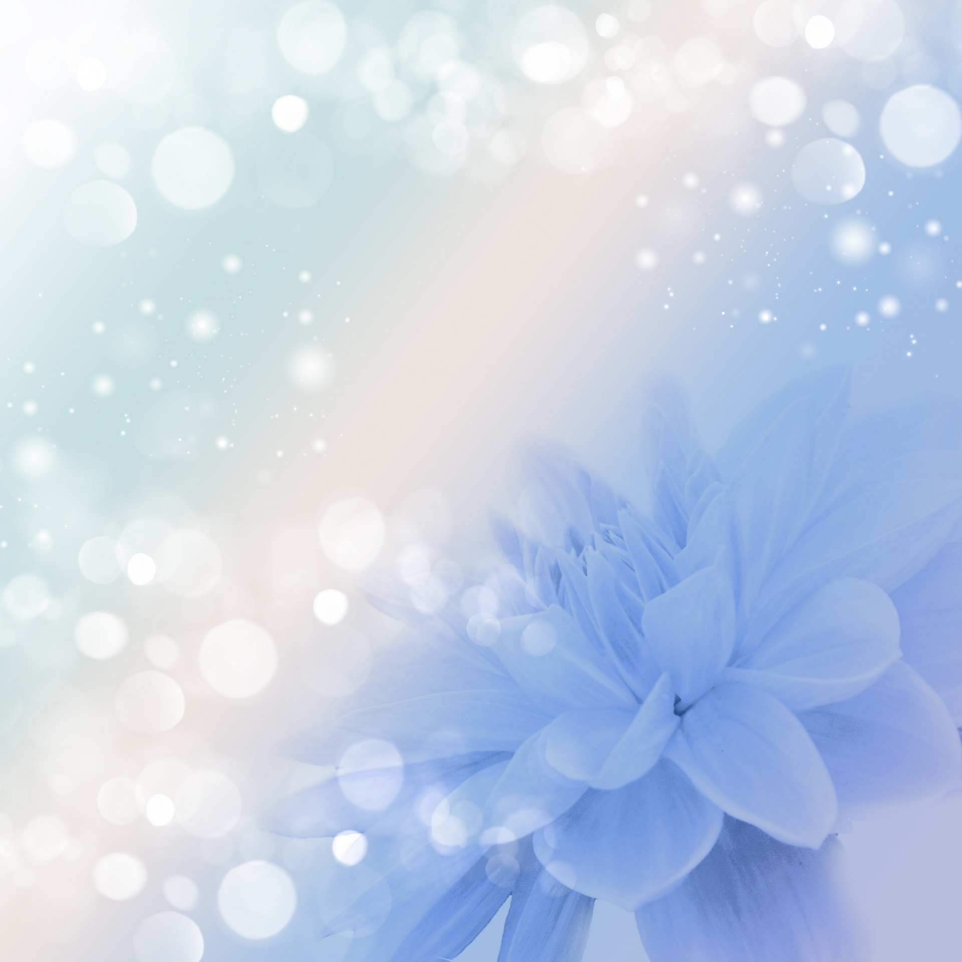 flower floral background free photo