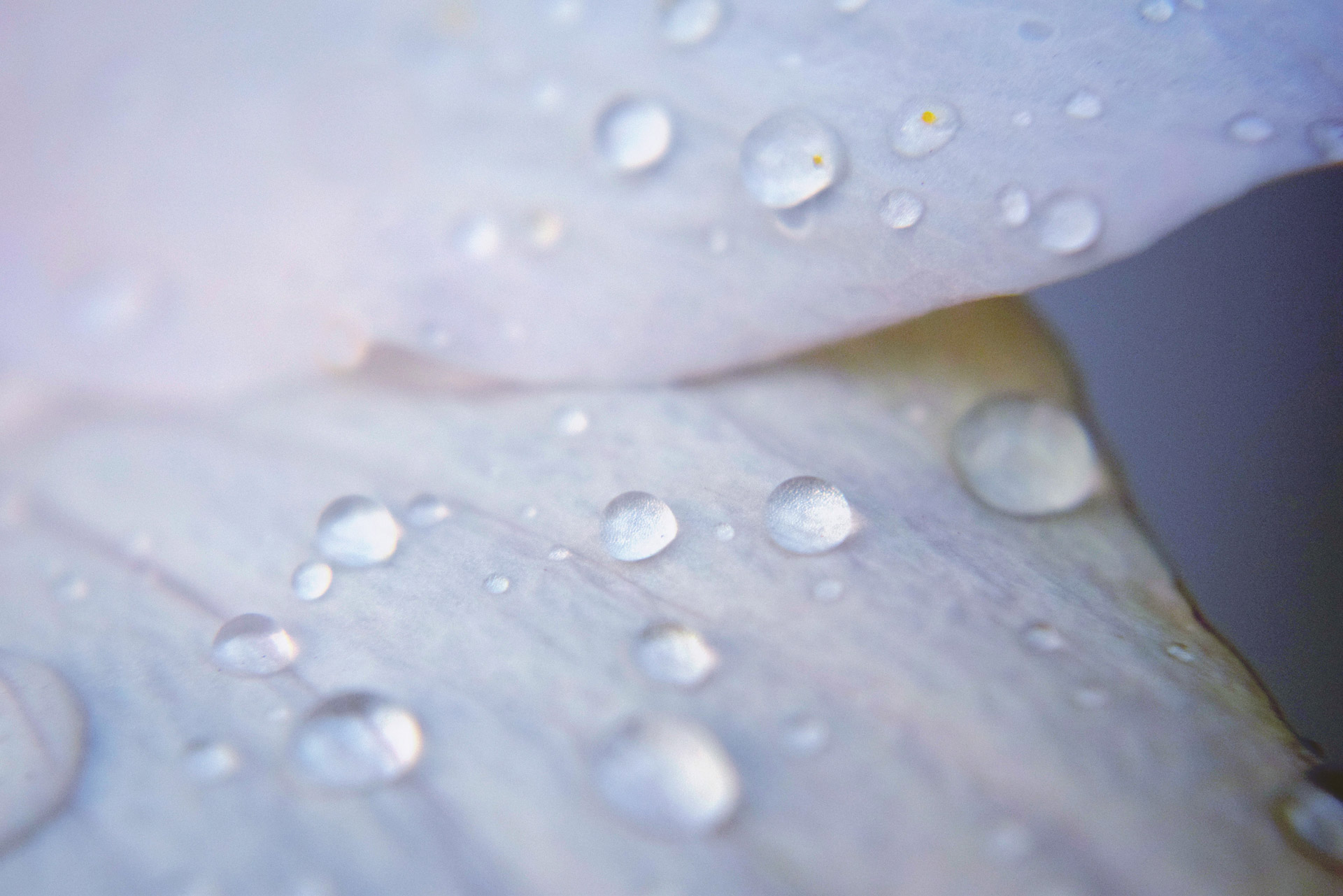 water drops petals free photo