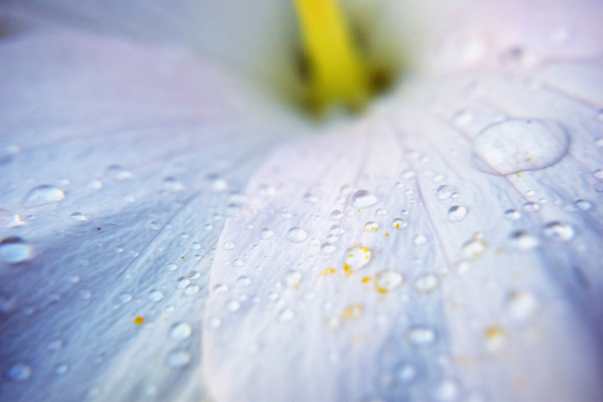 water drops flower free photo