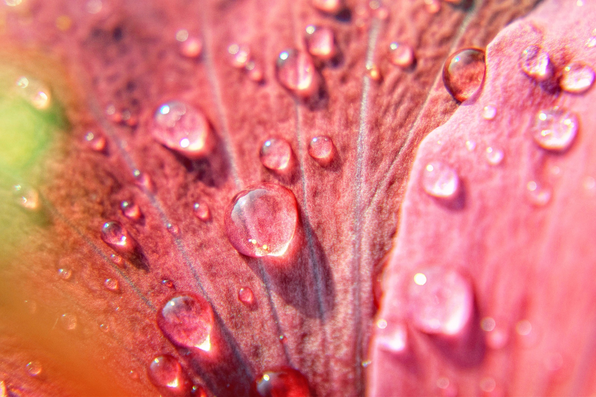 water drops flower free photo