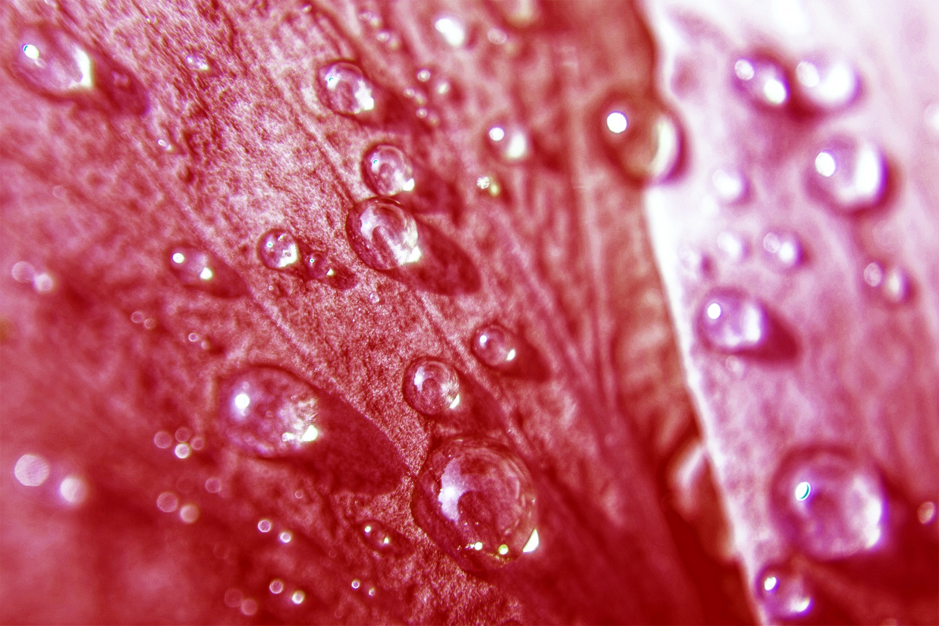 water drops flower free photo