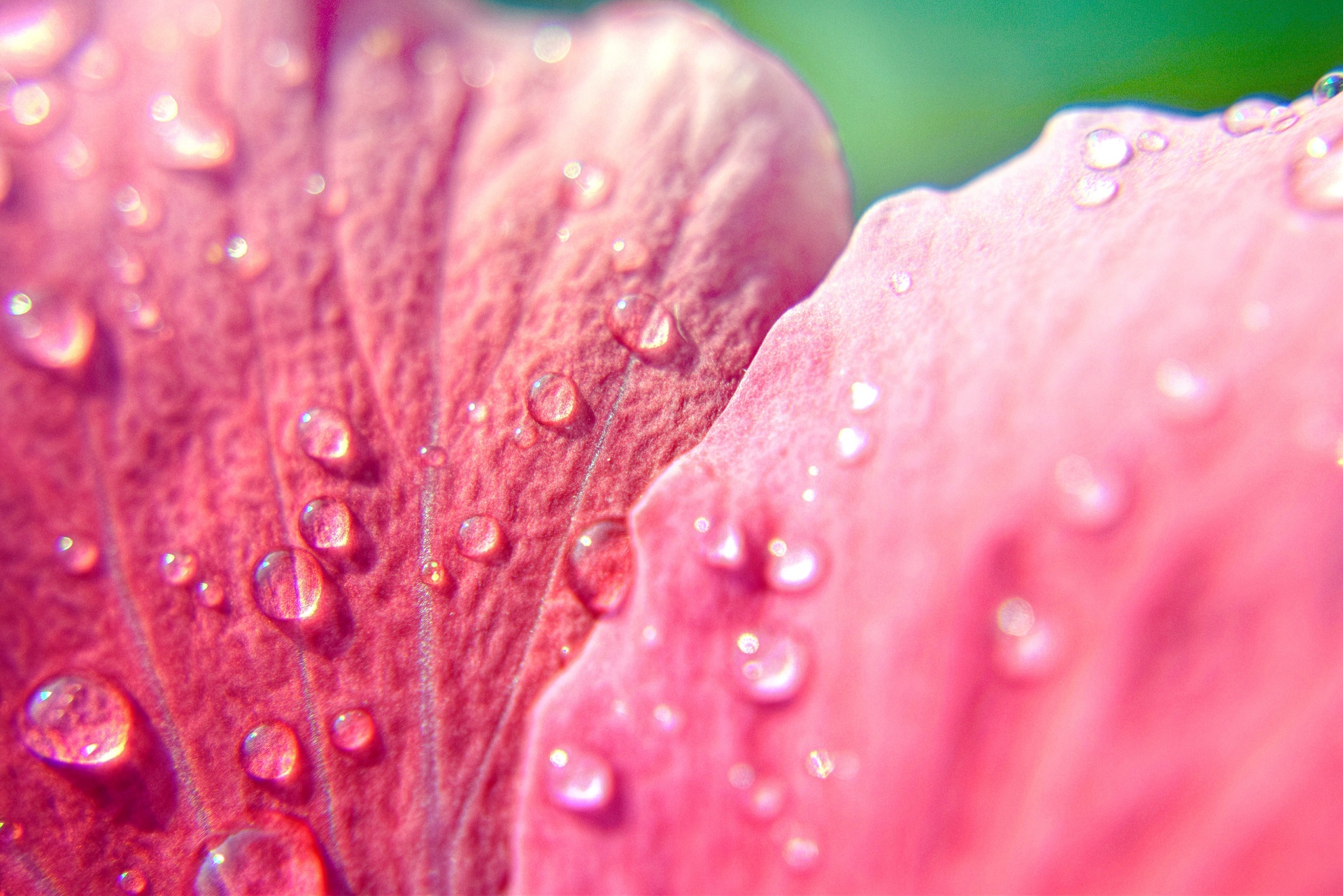 water drops flower free photo