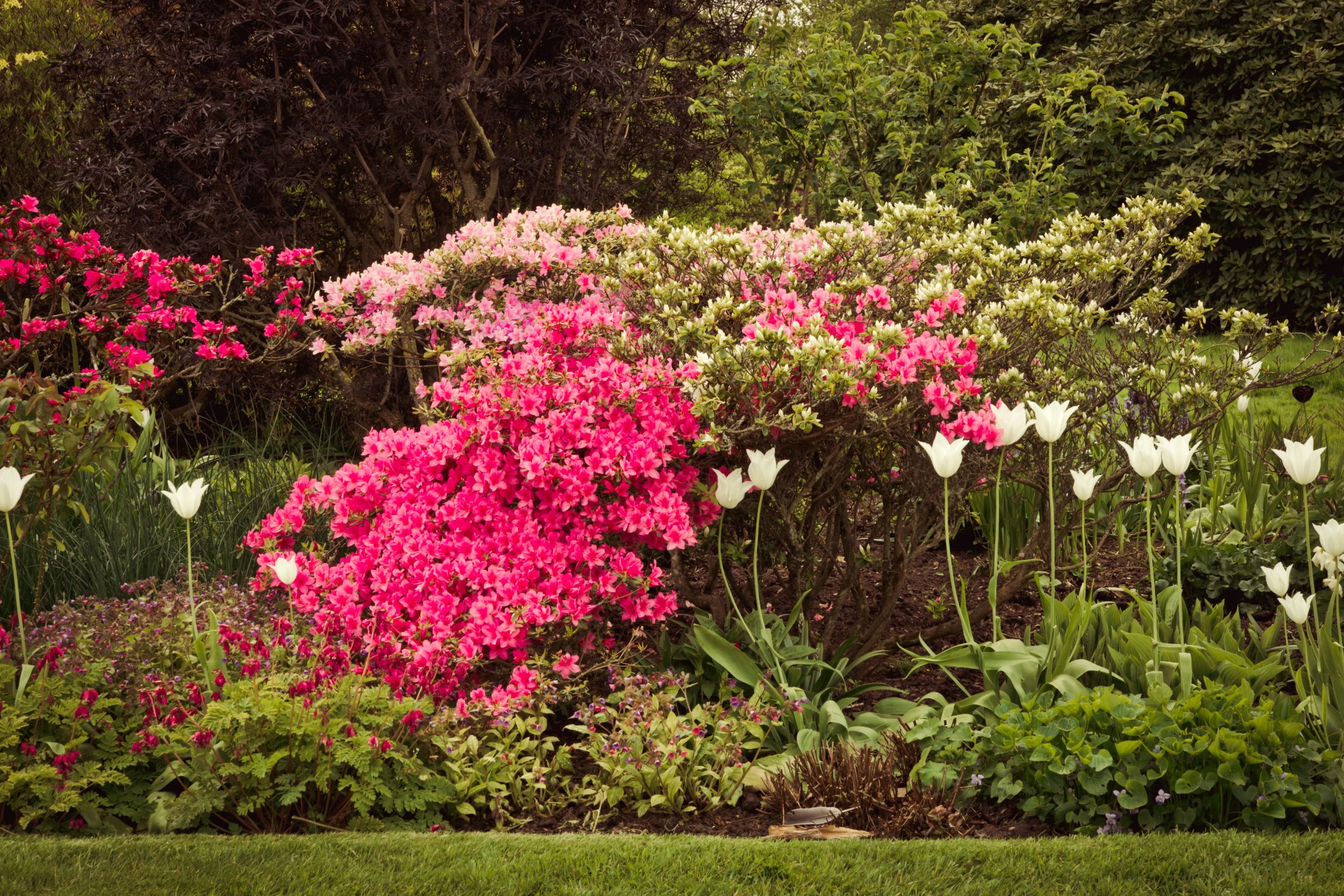 floral garden beautiful spring florals flowers free photo