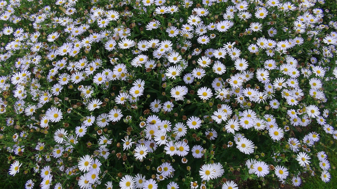 floral park orleans daisies free photo