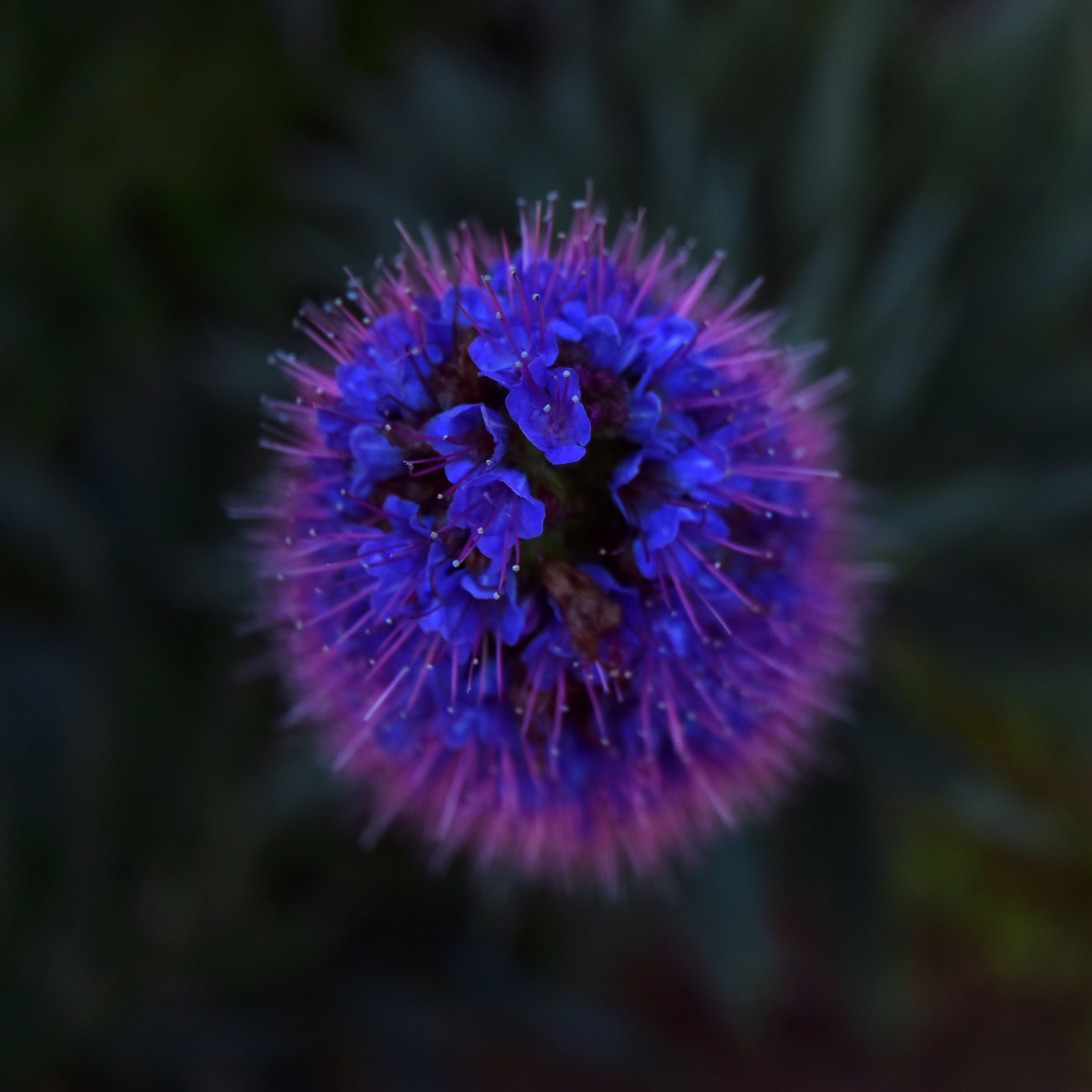 flower dark purple free photo