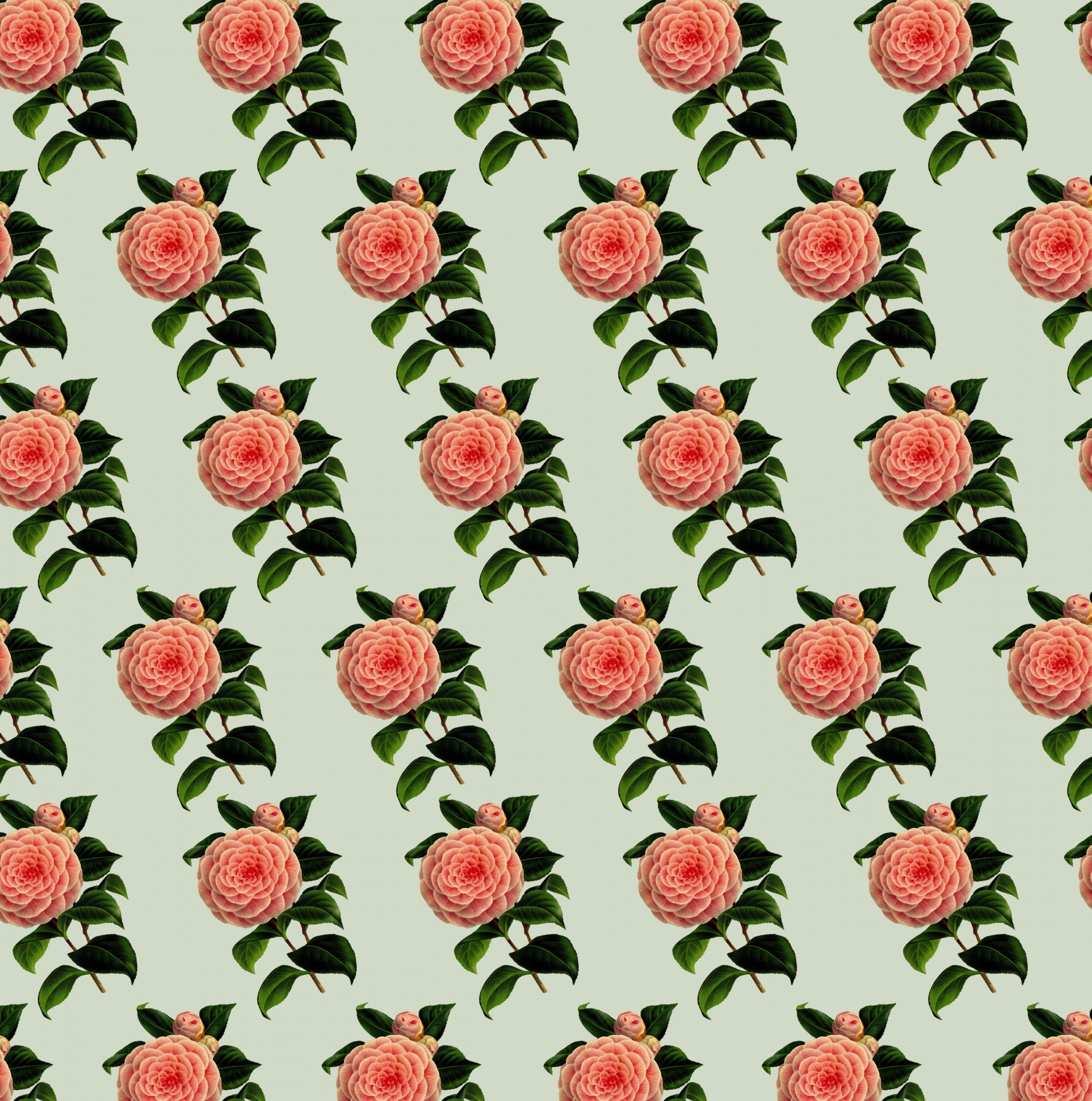 flowers floral background free photo