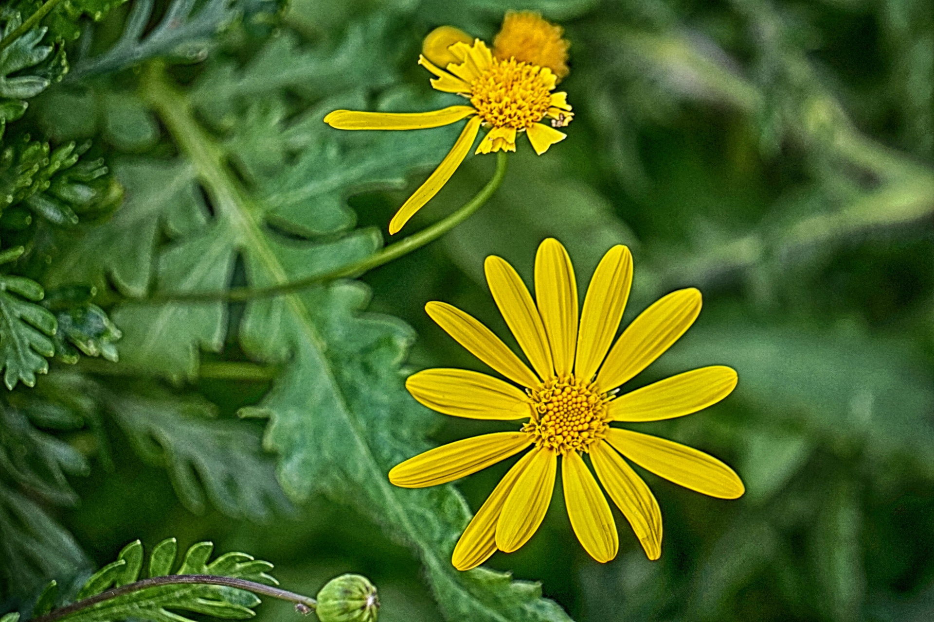 flowers plants botany free photo