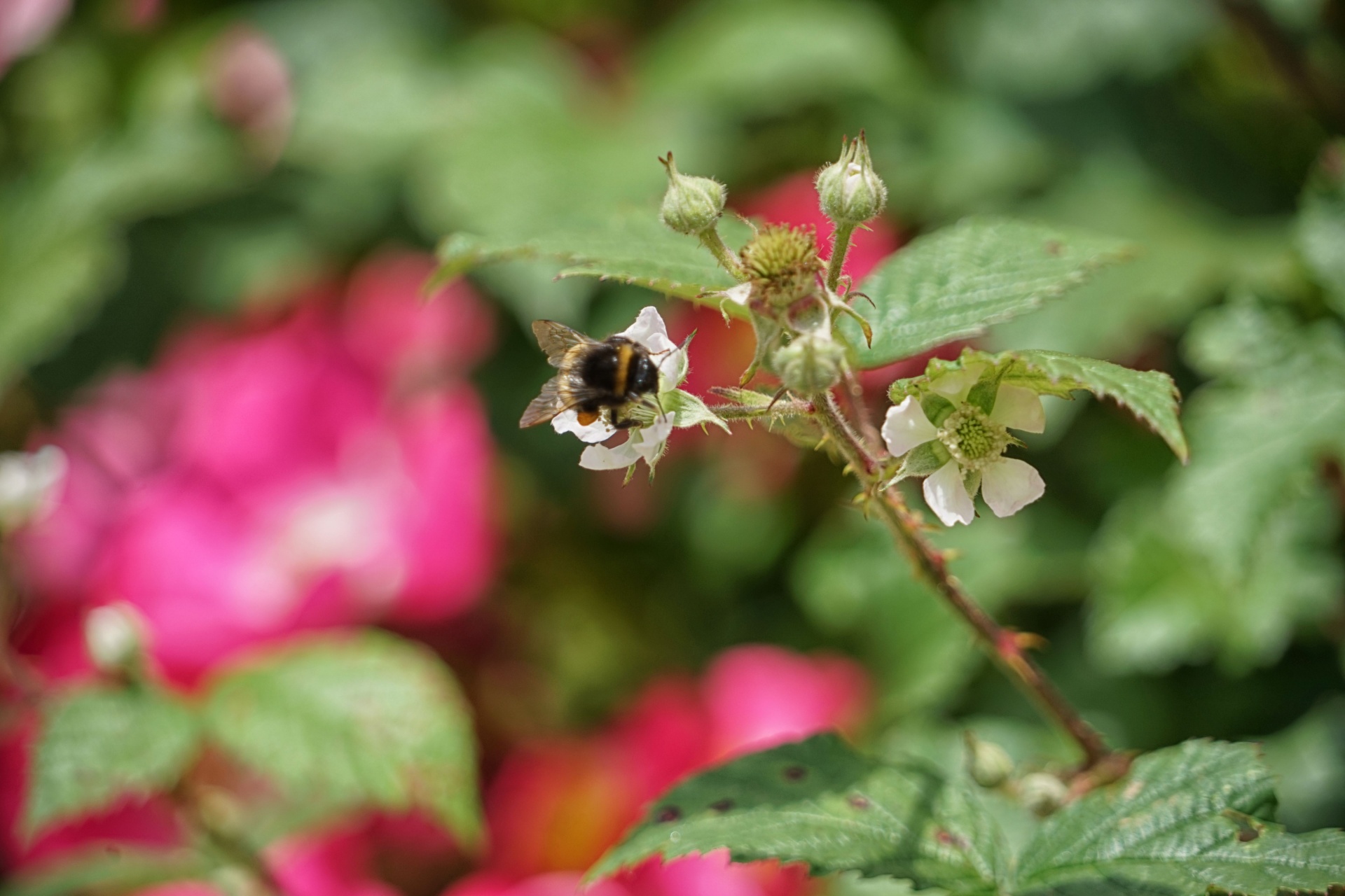 flowers flora insect free photo