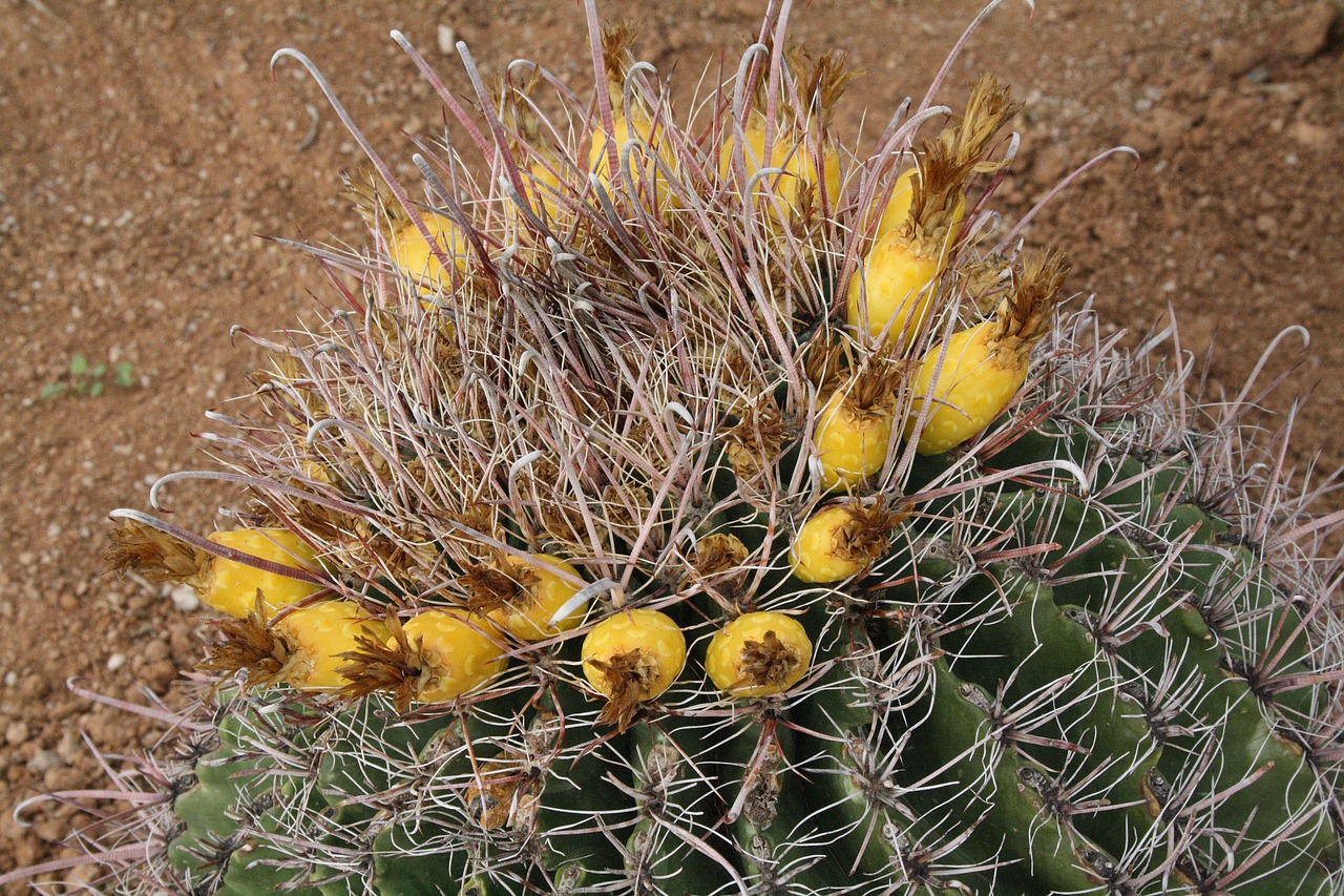 florence arizona desert gardens rv park free photo