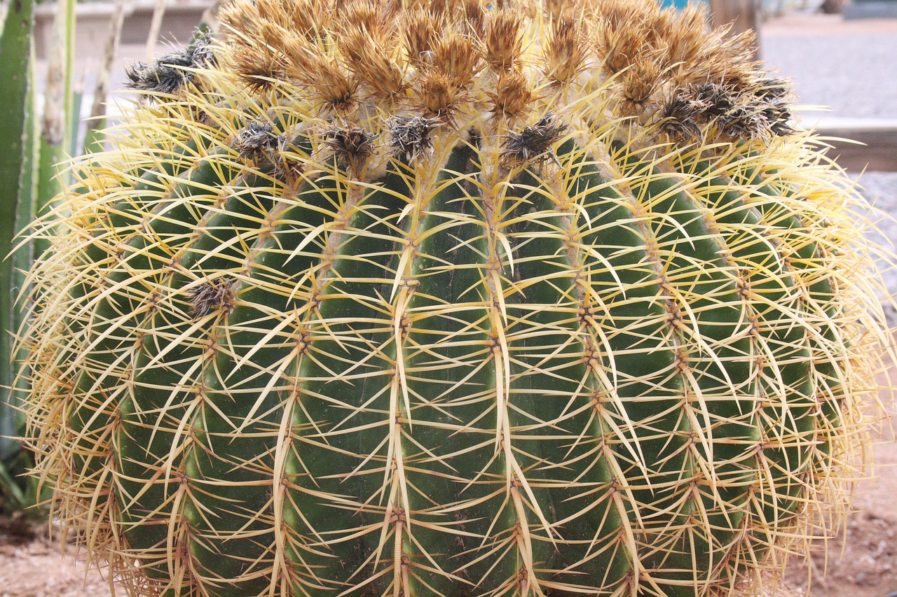 cactus spur pointed free photo