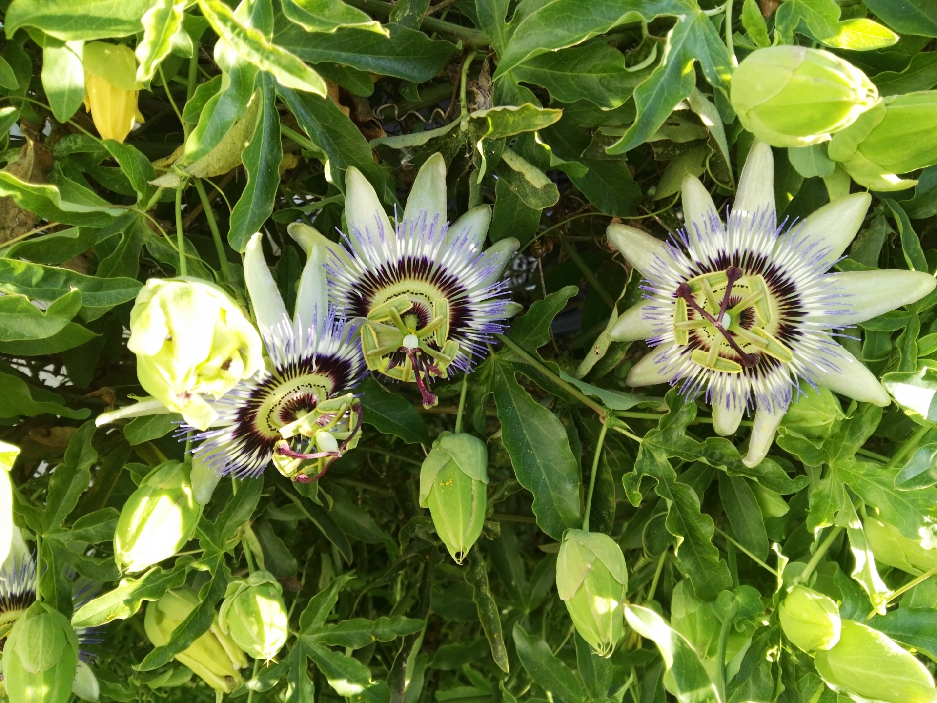 passion flower nature flowers free photo