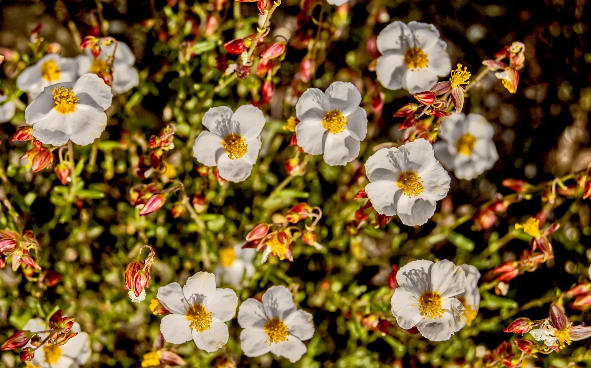 nature flowers wild free photo