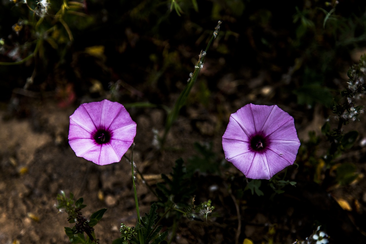 flores flower nature free photo