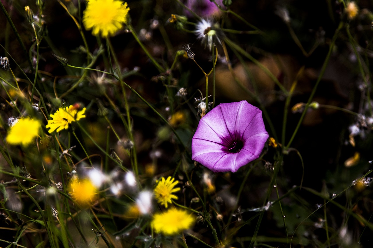 flores flower nature free photo