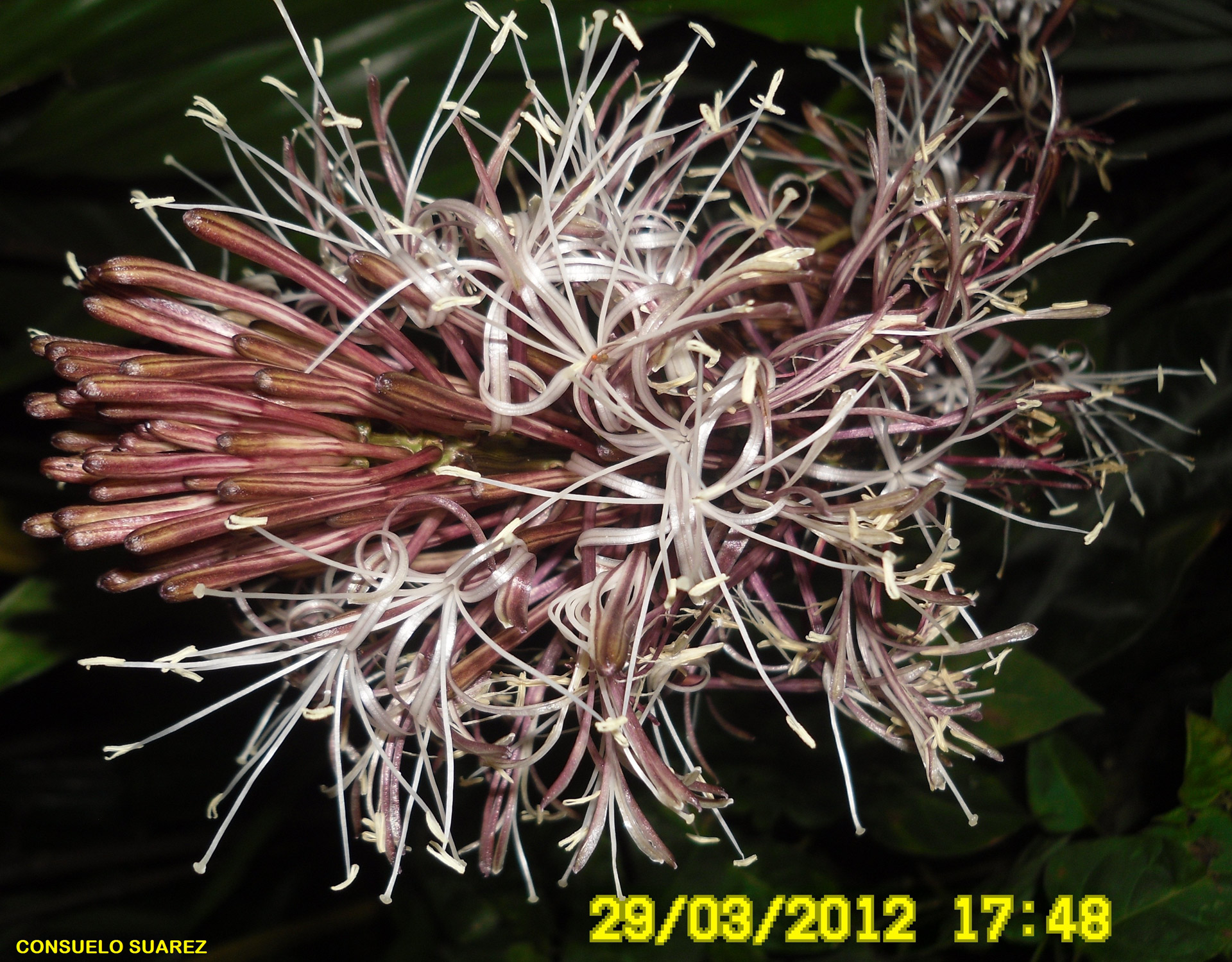 flowers exotic exotic flowers free photo