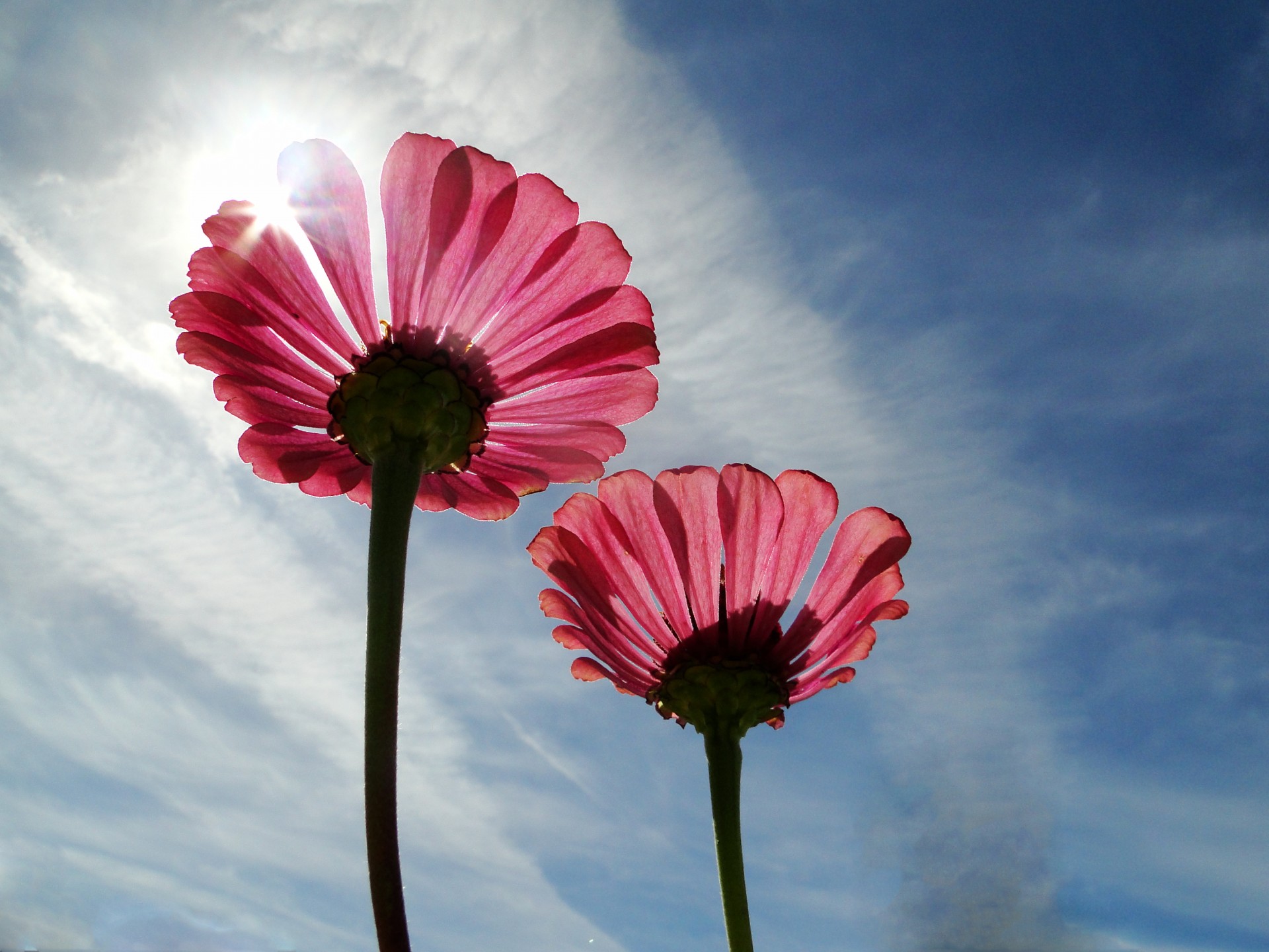 blue sky flowers pink free photo