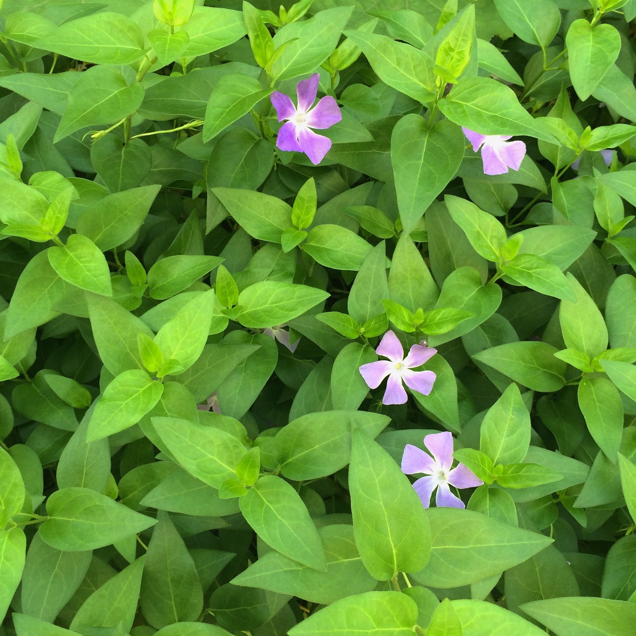 vine date date grass vinca floret free photo