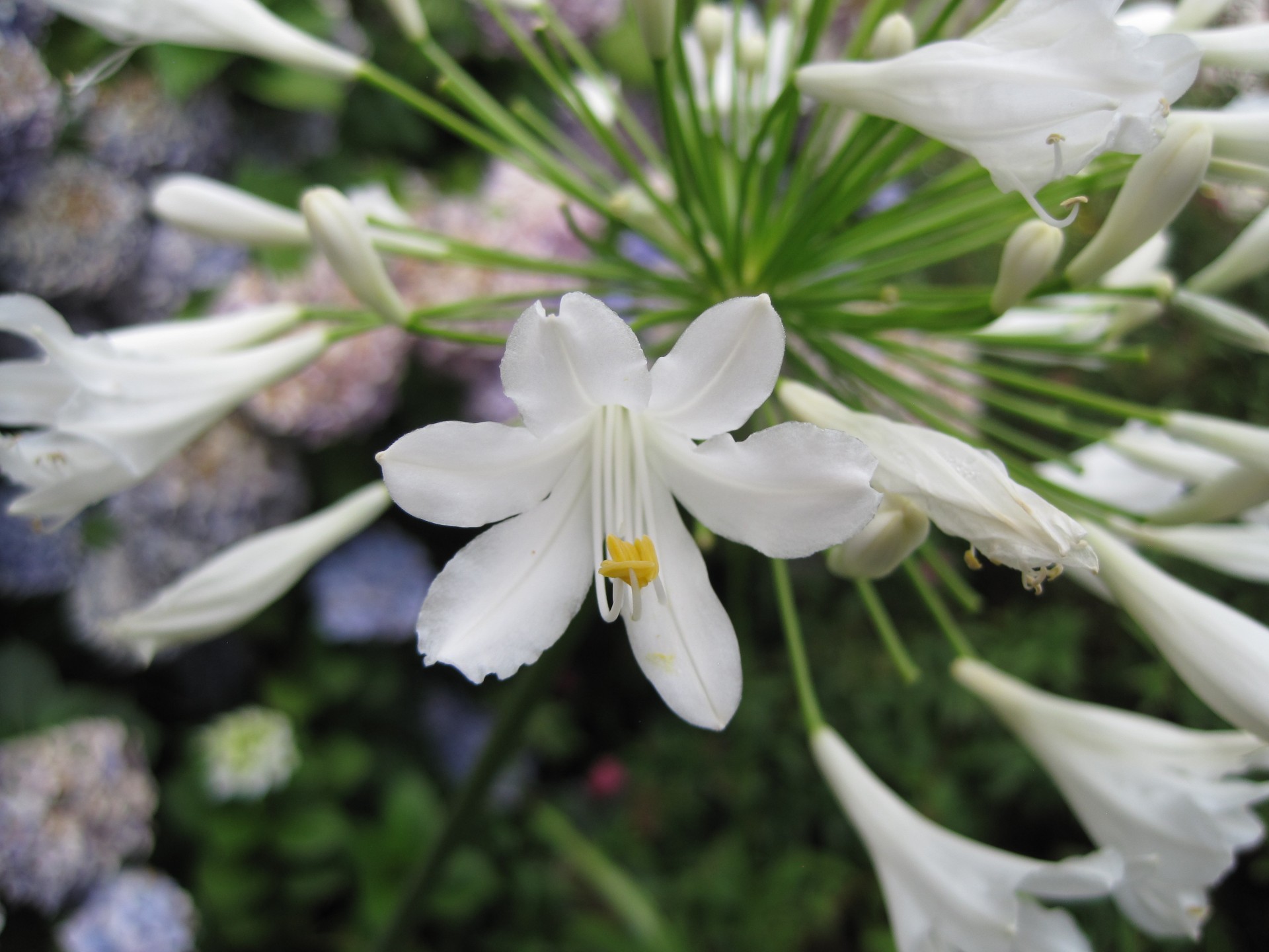 agapanthus flower florets free photo