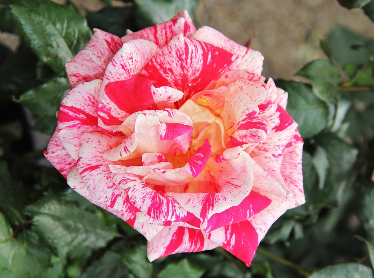 floribunda rose bloom exceptional free photo