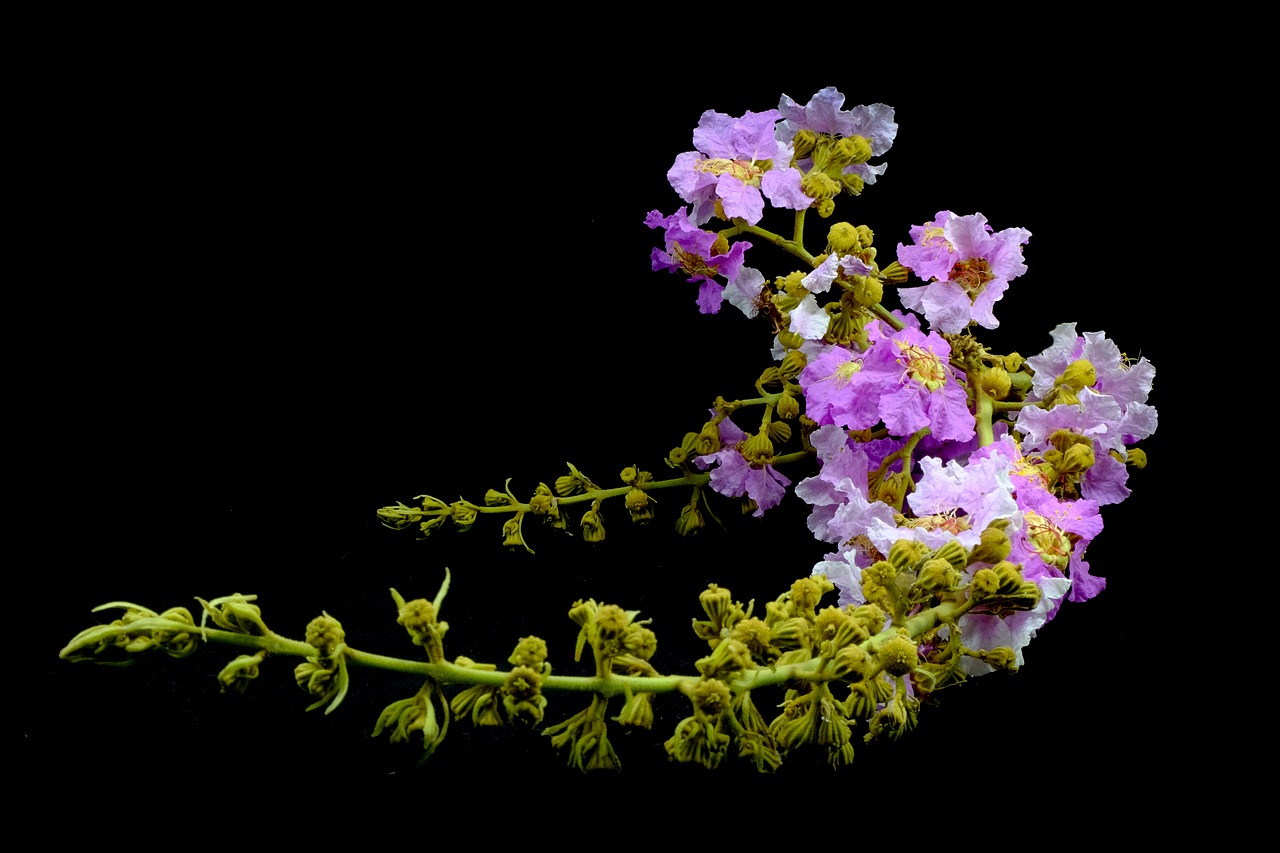 floribunda purple plant free photo