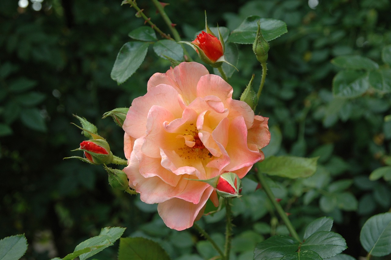 floribunda flowers salmon free photo