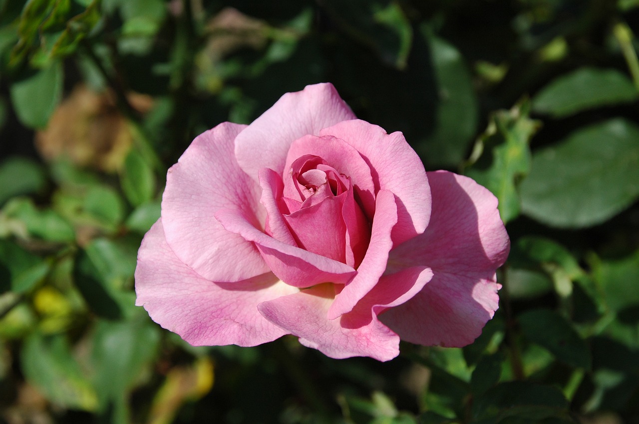 floribunda flowers pink free photo