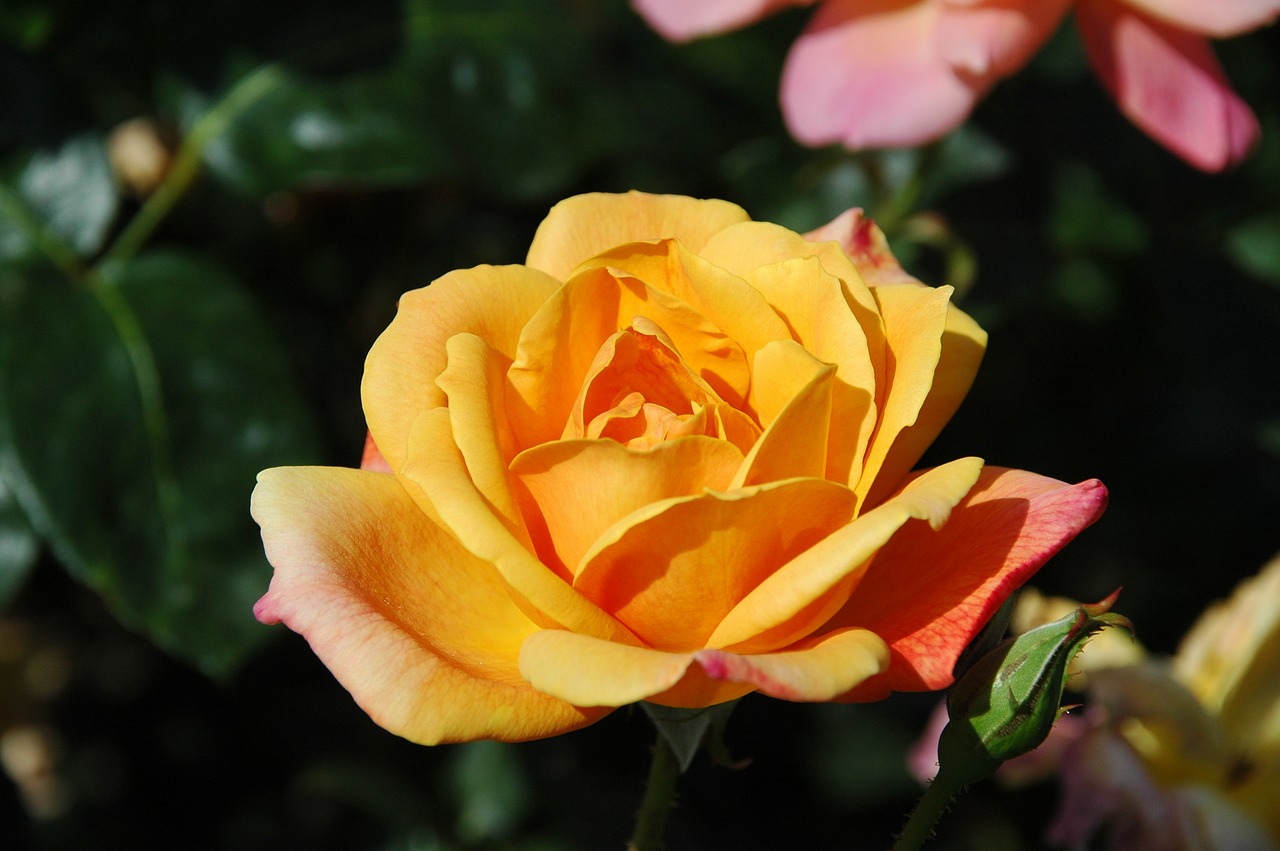 floribunda flowers yellow free photo