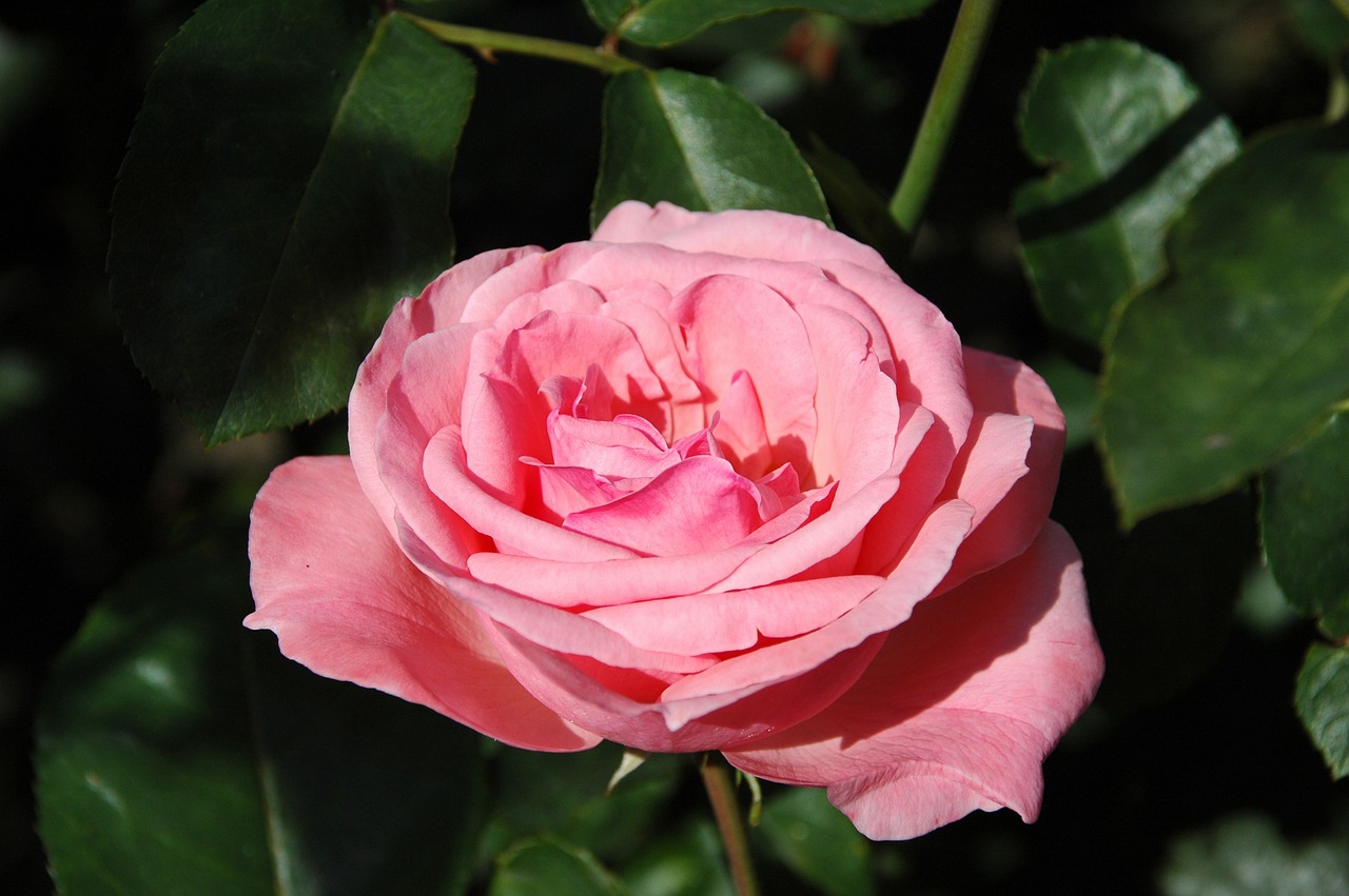 floribunda flowers pink free photo