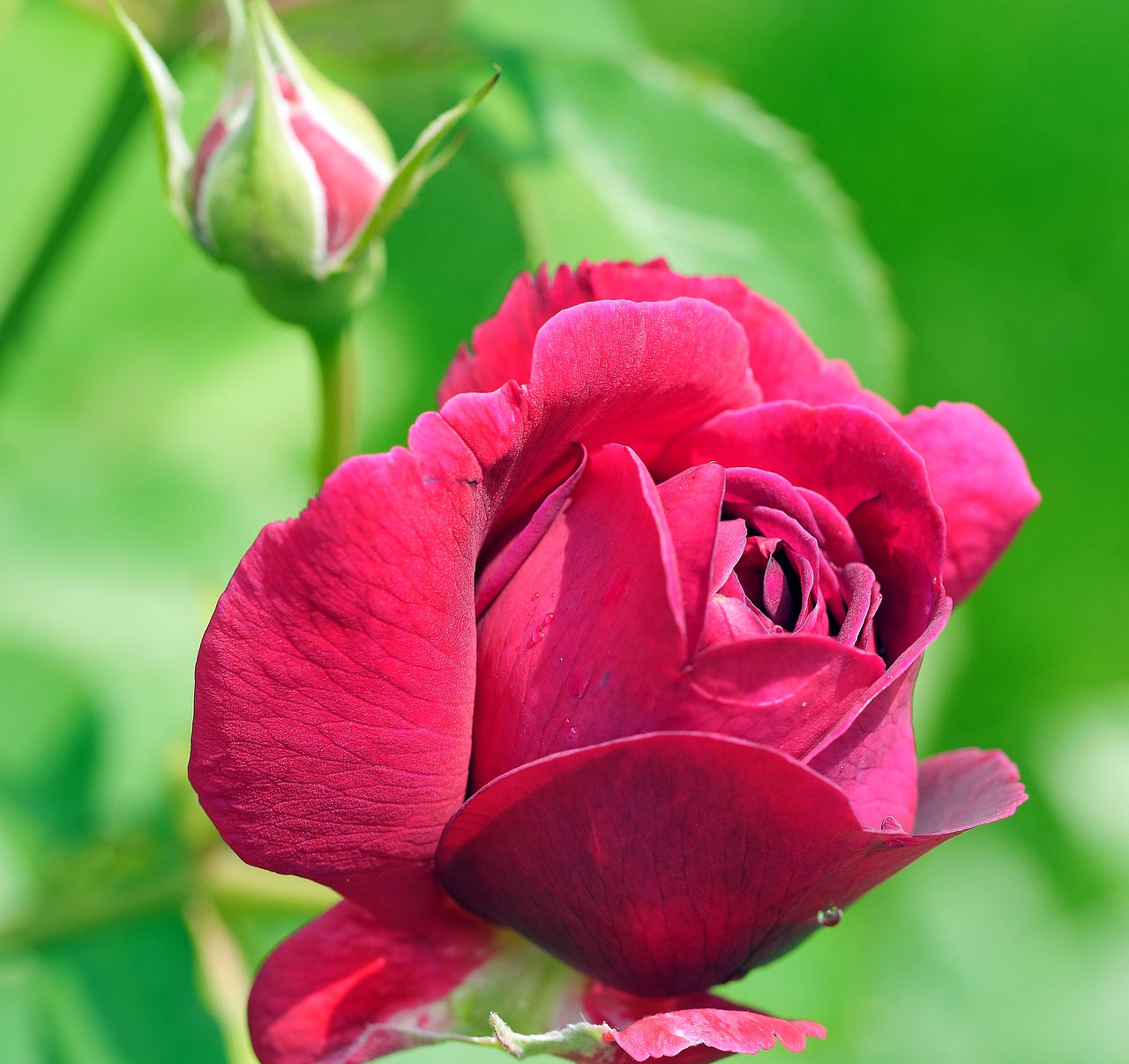 floribunda blossom bloom free photo