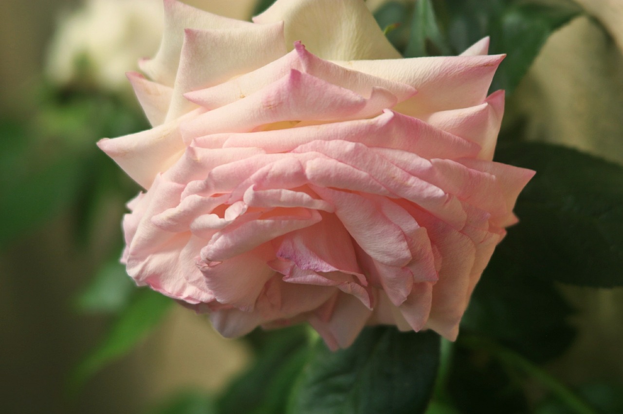 floribunda rose pink free photo