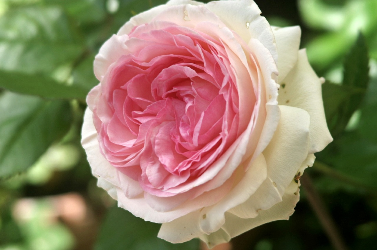 floribunda rose pink free photo