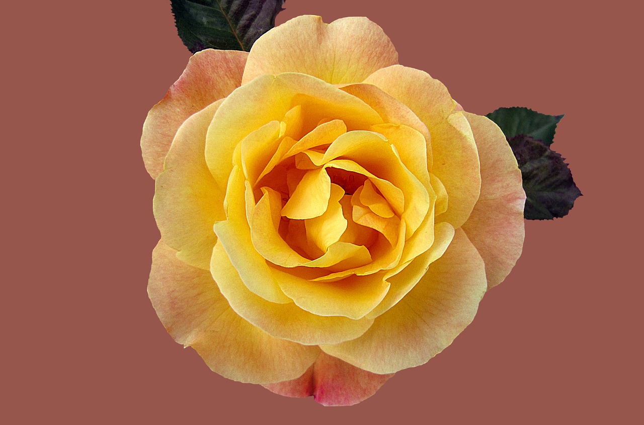 rose floribunda münchner heart rosengarten bad kissingen free photo