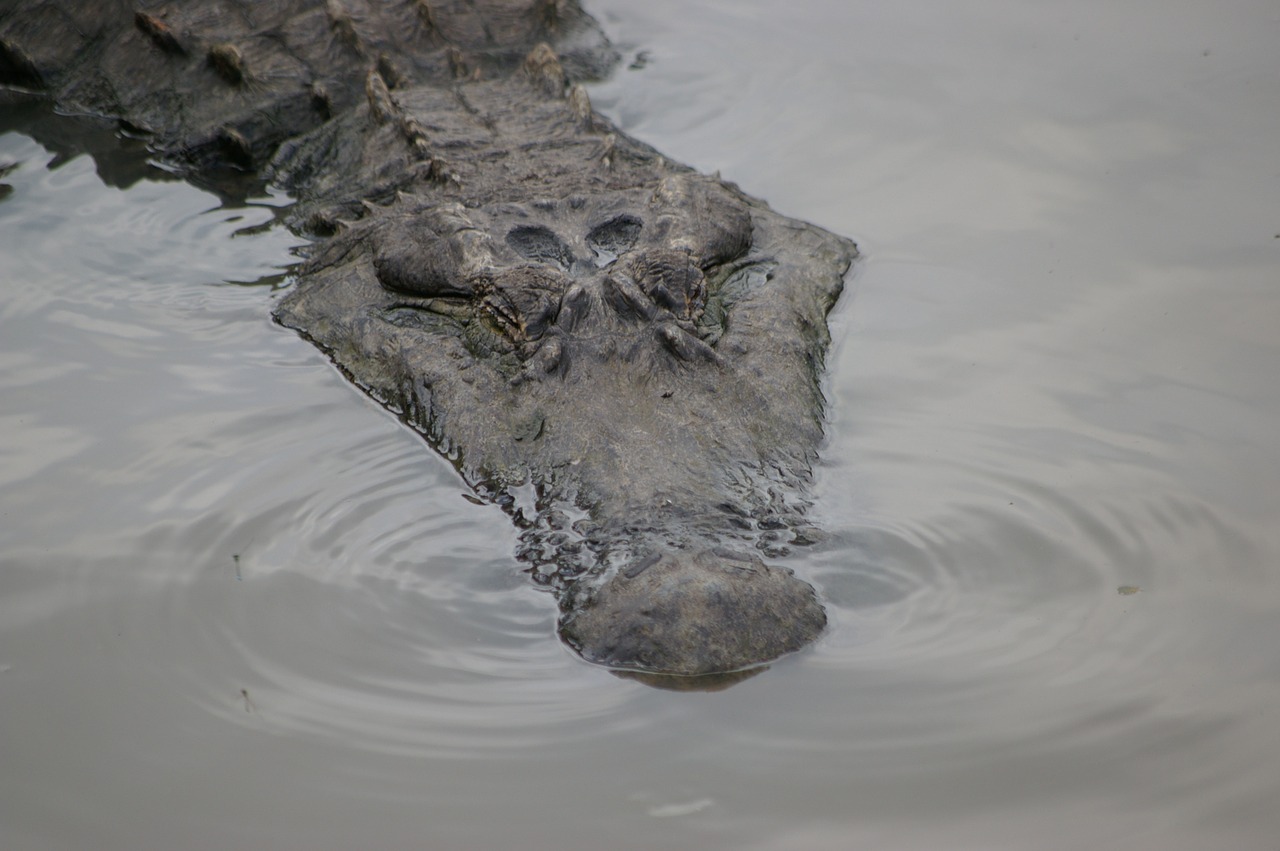 florida alligator risk free photo