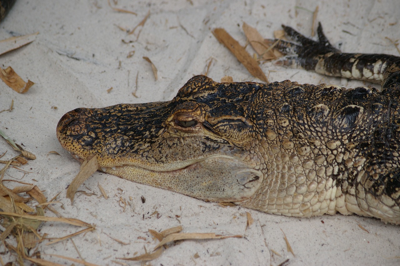 florida alligator wild free photo