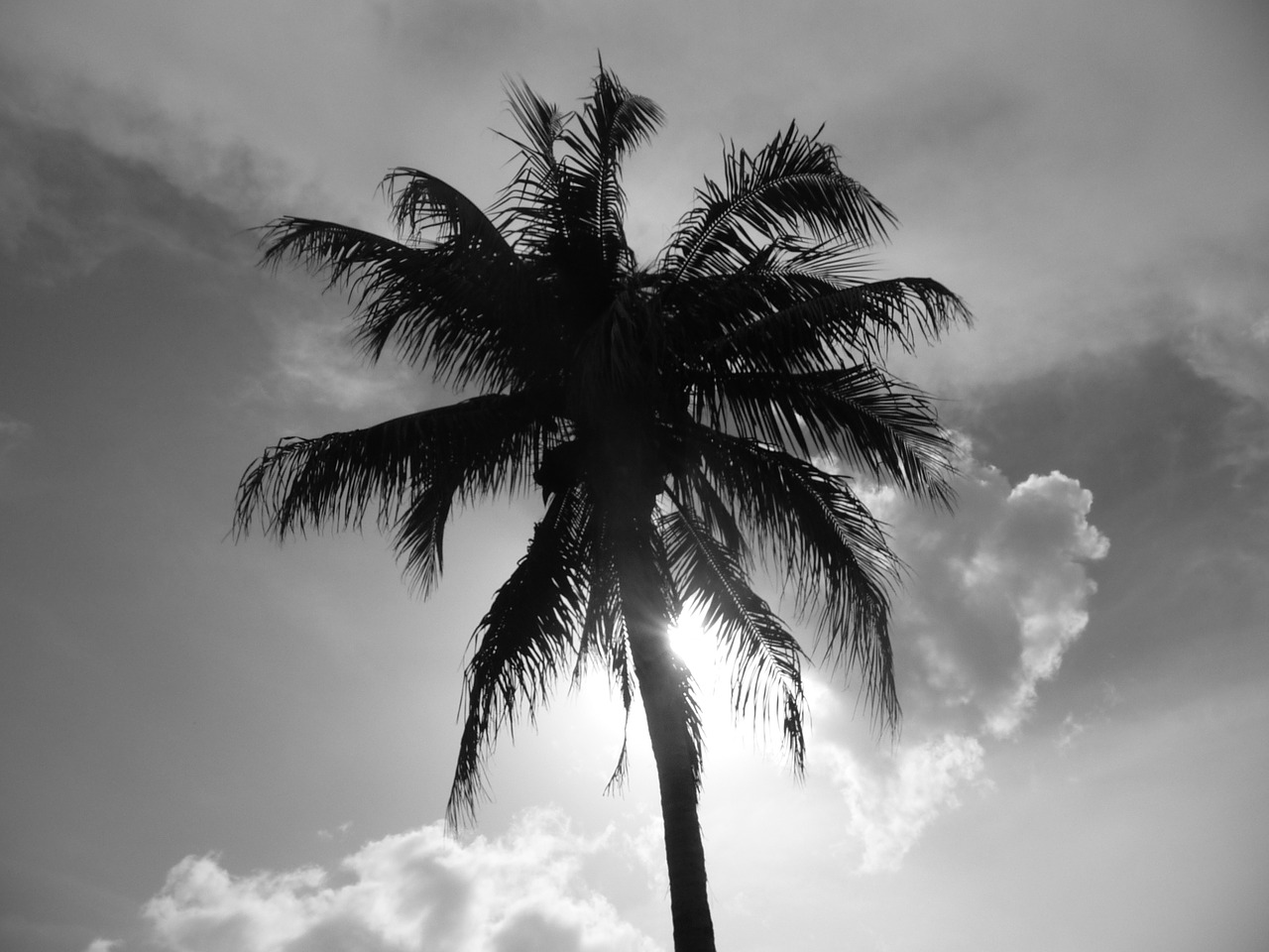 florida palm naples free photo