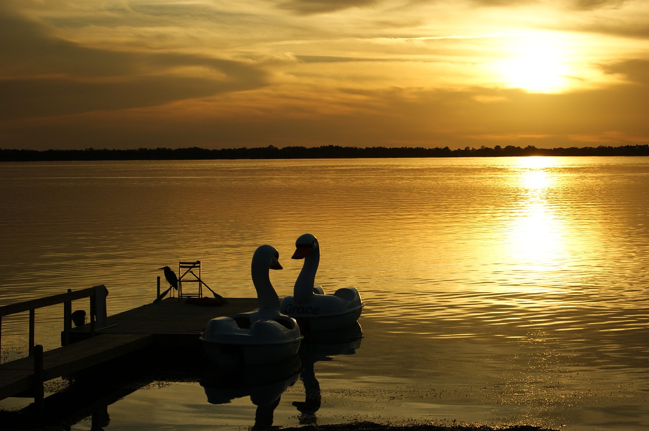 florida mount dora swans free photo