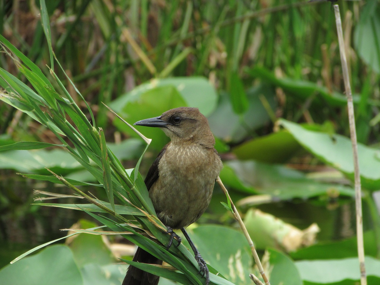 florida bird everglades free photo