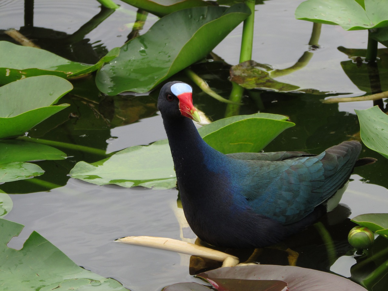 florida bird everglades free photo