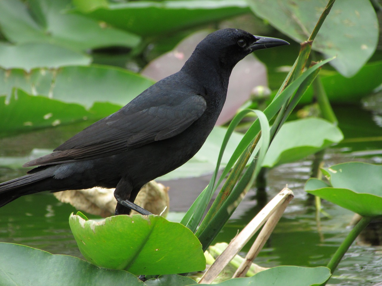 florida bird everglades free photo