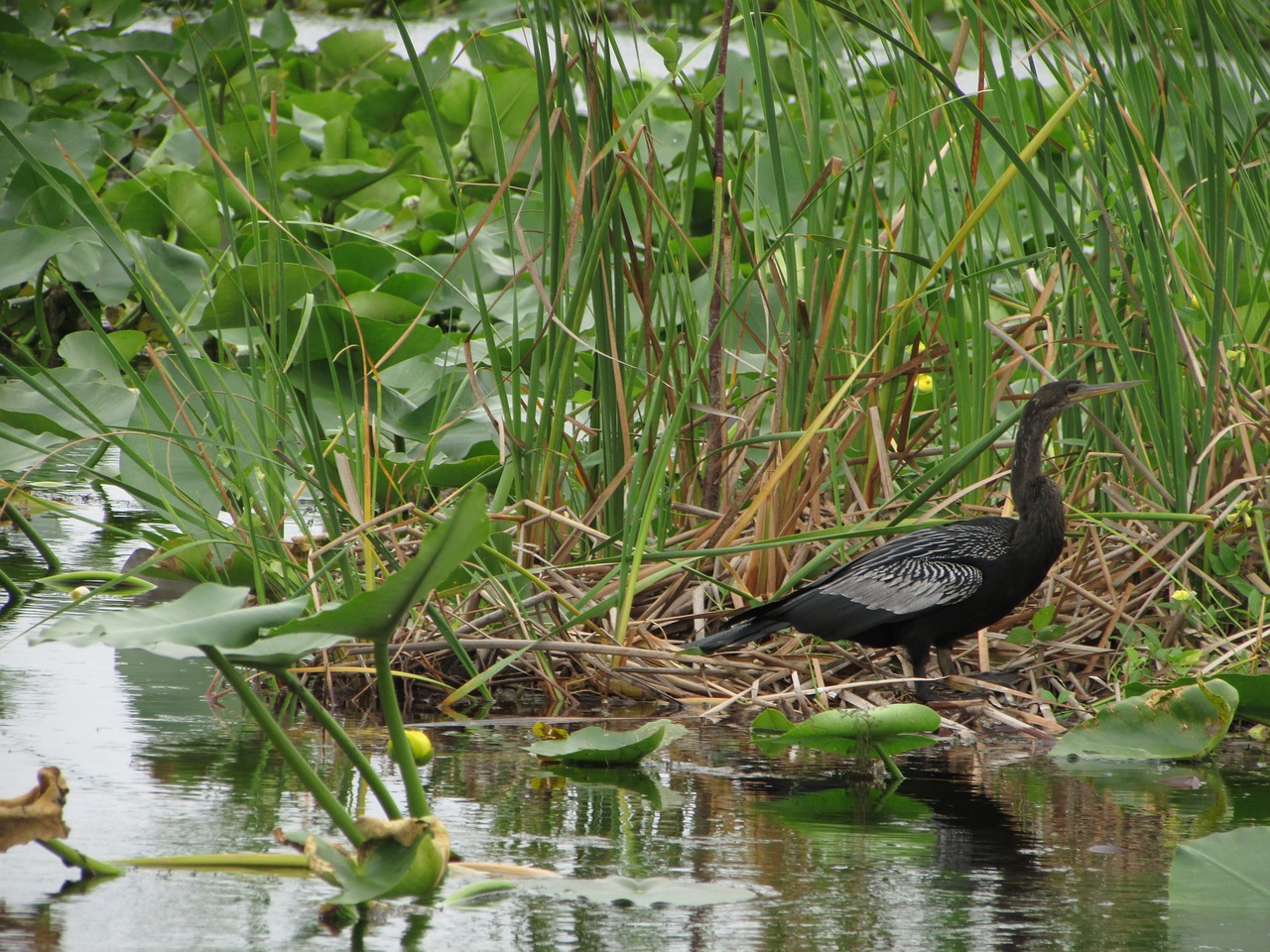 florida bird everglades free photo