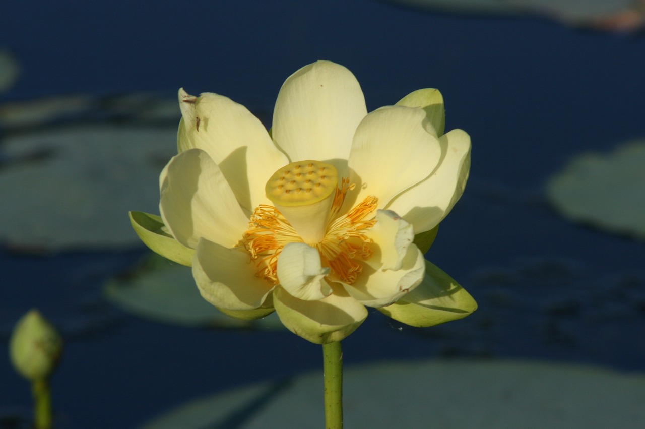 florida flower water lily free photo