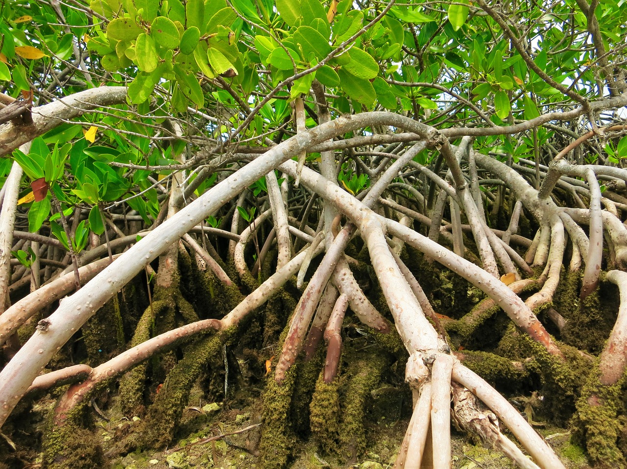 mangroves florida everglades free photo