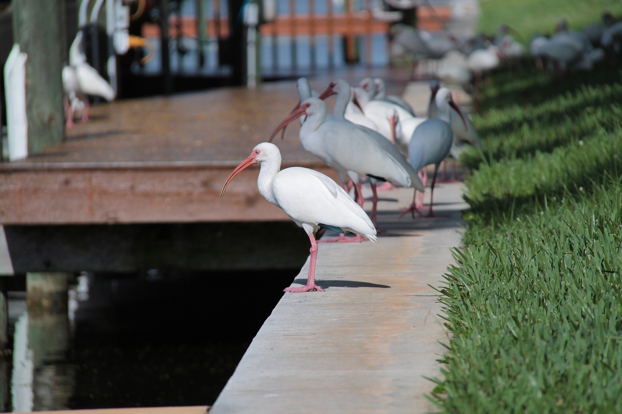 florida birds atmosphere free photo